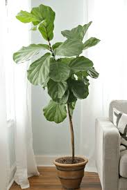 You need some natural ingredients like sunlight, water, and some maintenance. How To Keep A Fiddle Leaf Fig Alive And Happy