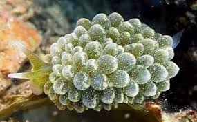 Image result for Selago coerulea