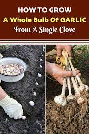 How To Grow A Whole Garlic Bulb From A Single Clove Garlic Growing Clove Garlic Growing Knoblauc Growing Garlic Garlic Bulb Organic Vegetable Garden