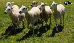 How To Train Your Dog Not To Chase Sheep Your Dog Dog Trainer Training Your Dog