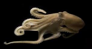 Octopuses Could Escape In Aquarium Or Unscrew Glass Jars Because They Are Indeed Smart Octopus Squid Cuttlefish
