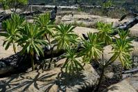 Image result for Solanecio mannii