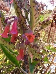 Image result for Kalanchoe daigremontiana