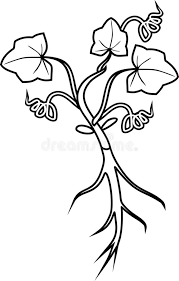 Corner background with pumpkins and colorful autumn leaves. Coloring Page With General View Of Seedling Of Pumpkin Plant With Root System And Leaves Stock Vector Illustration Of Botanical Page 143018717
