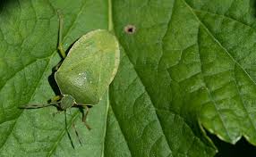 La Punaise Insecte A La Mauvaise Odeur