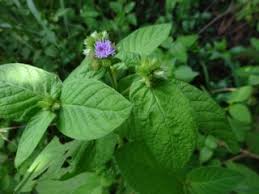 Image result for Gutenbergia cordifolia