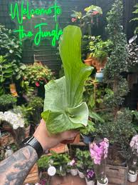 Image result for Platycerium