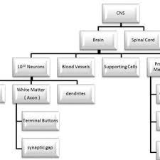 The central nervous system is composed of the brain and the spinal cord. Central Nervous System Cns Hierarchical Diagram Download Scientific Diagram