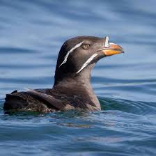 Friends Of Victoria Harbour Migratory Bird Sanctuary Home Facebook