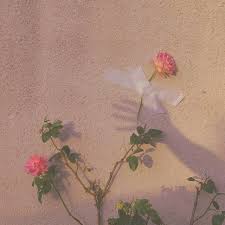 Peach Aesthetic Tumblr Peach Aesthetic Peach Tumblr Flower Aesthetic