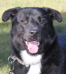 Goldador (golden retriever + labrador retriever). 33 Labrador Mixed Breeds Lovable Lab Mixes With Lifelong Loyalty