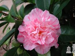 Camellia Japonica Kickoff U S 1957 Flowers Petals Beautiful Pink Flowers Pink Plant