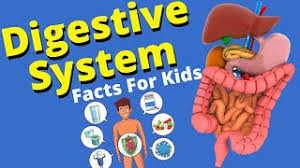 Digestive System For Kids Human Digestive System Youtube