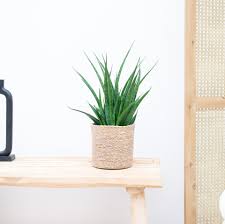 Image result for Sansevieria kirkii