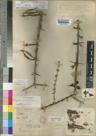Image result for Rhigozum zambesiacum