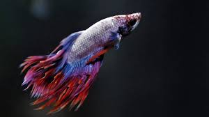 Betta fish stand out from other fish for their striking color combinations, flowing fins and their singular nature as fighting fish. when choosing a name for your new betta, you can find inspiration in lots of. What Are Betta Fish Earthpedia Earth Com