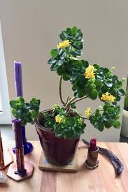 Image result for Kalanchoe rosalina