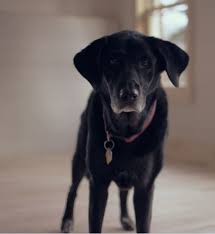 How to help strengthen a dog whose hind legs are collapsing. What Exercises Help Strengthen A Dog S Hind Legs Dog Discoveries