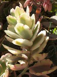 Image result for Kalanchoe fedtschenkoi