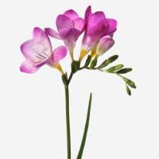 Pin On Flowers