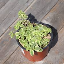 2 plants in this pack. Calico Kitten Ezy Care Succulents