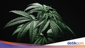 Produk ganja tersebut dikonsumsi secara ilegal oleh generasi muda. Tren Pemakaian Ganja Di Dunia Kecantikan Yang Masih Jadi Kontroversi