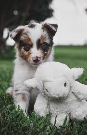 2j 2k Border Collies In Missouri Find Your Border Collie Maremma Sheepdog Or Bordoodle Puppy Good Dog Sheepdog Sheep Dog Puppy Border Collie Puppies