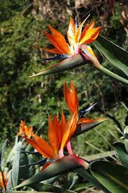 Pictures Of Flowers Bird Of Paradise Flowers South African Flowers Birds Of Paradise Paradise Flowers