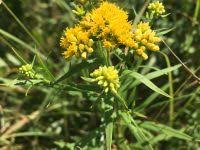 Image result for Asclepias graminifolia