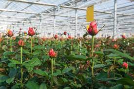 Floriculture: The Art and Business of Sustainable Flower Farming |  Wikifarmer