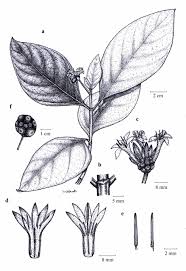 Image result for Morinda asteroscepa