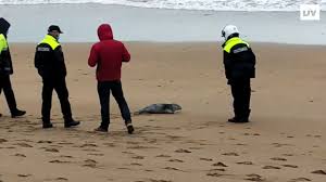 Aparece Una Foca En La Playa De Zarautz El Diario Vasco