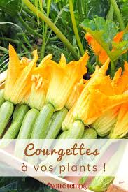 Jardin Nos Conseils Pour Avoir De Belles Courgettes Avec Images Jardinage Jardin Potager Jardins