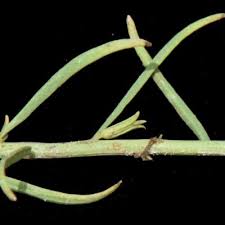 Image result for Aptosimum lugardiae