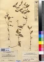 Image result for Oldenlandia fastigiata