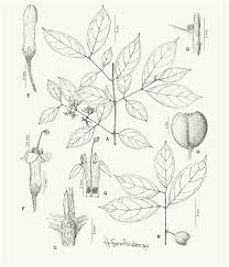 Image result for Rhabdophyllum welwitschii