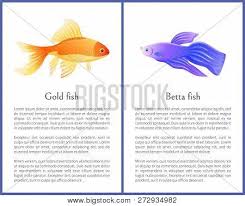 But, you need not worry about. Gold Betta Fish Vector Photo Free Trial Bigstock