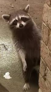 The overall (unbalanced) chemical equation for cellular respiration is: Photosynthesis Cellular Respiration Test Question Bank Quiz Quizizz