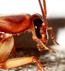Termite Pest Controls Respiratory Organ Of Cockroach