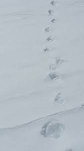Tierspuren im schnee erkennen grundschule / tiere im schnee erkennst du diese tierischen fussspuren watson : 2