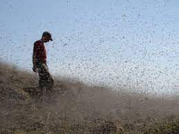 Depends on what bugs if it is clear then it is a midge. Learn Your Lakes Midges Not Mosquitoes Or Mayflies Give Us Spring S First Swarms Water Blogged Uw Madison