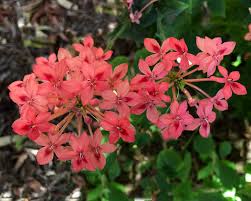 Image result for Ruspolia seticalyx