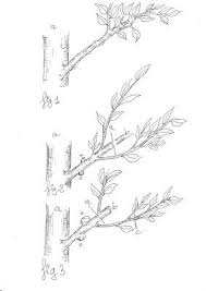 Taille Des Arbres Fruitiers En Espalier Lieux A Visiter Agriculture Garden Et Fruit