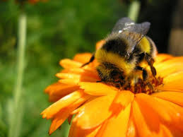 Check spelling or type a new query. Leesha Hannigan On Twitter Bumblebees Are Just Adorable Fluffy Little Flying Bears