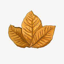 Folha De Tabaco Folha Clipart Download Gratis De Folhas De Tabaco Preto Imagem Png E Psd Para Download Gratuito Leaf Illustration Leaf Clipart Tobacco Leaf