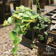 Image result for Diclis reptans