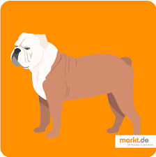The olde english bulldogge is an american dog breed, recognized by the united kennel club (ukc) in january 2014. Olde English Bulldog Charakter Herkunft Zucht Markt De
