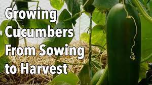 Plant cucumber seeds in hills or ridges in your soil. Growing Cucumbers From Sowing To Harvest Youtube