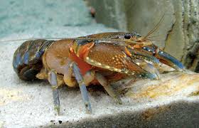 Lobster air tawar biasanya bisa bertahan hidup pada parameter air cukup lebar. Usaha Budidaya Lobster Air Tawar Di Bak