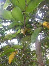 The phytochemical screening included the examination of secondary plant metabolites, while antioxidant. Sooty Moulds Gaharu æ²‰é¦™ Agarwood